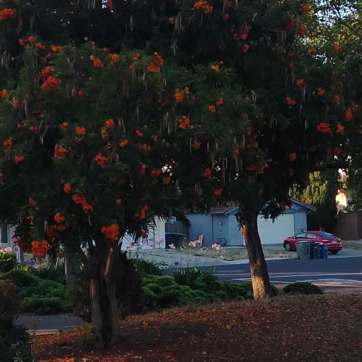 Revisiting Oranges: My Journey to Appreciating the&nbsp;Fruit